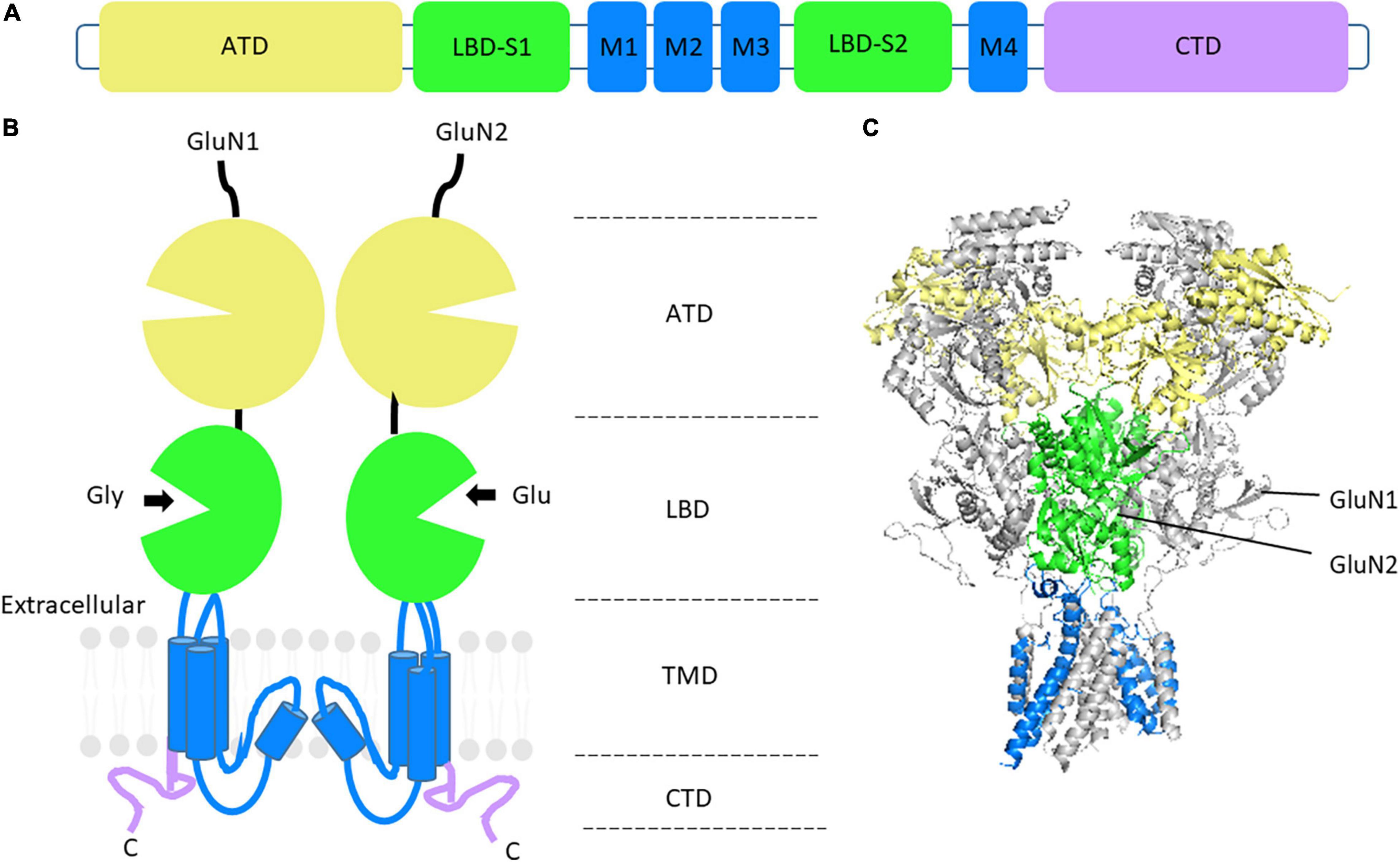 The GluN1, GluN2A, and GluN2B pre-M1 linker is intolerant to genetic