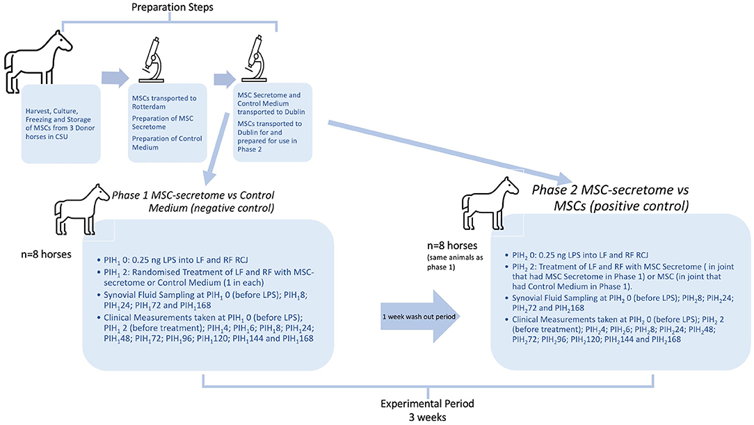 Kontoret Indsigtsfuld astronaut Frontiers | Treatment Effects of Intra-Articular Allogenic Mesenchymal Stem  Cell Secretome in an Equine Model of Joint Inflammation