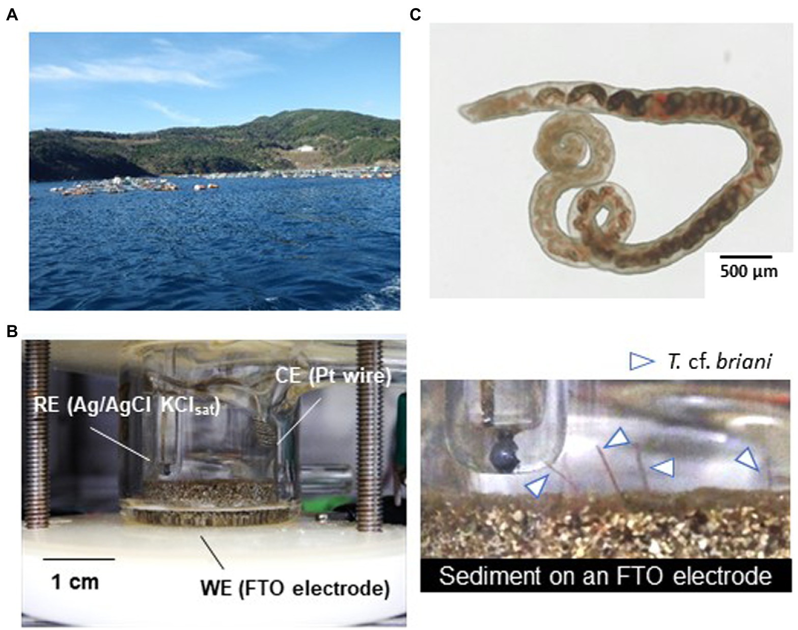 Snakes play vital role in ecosystems, humans' health > Robins Air