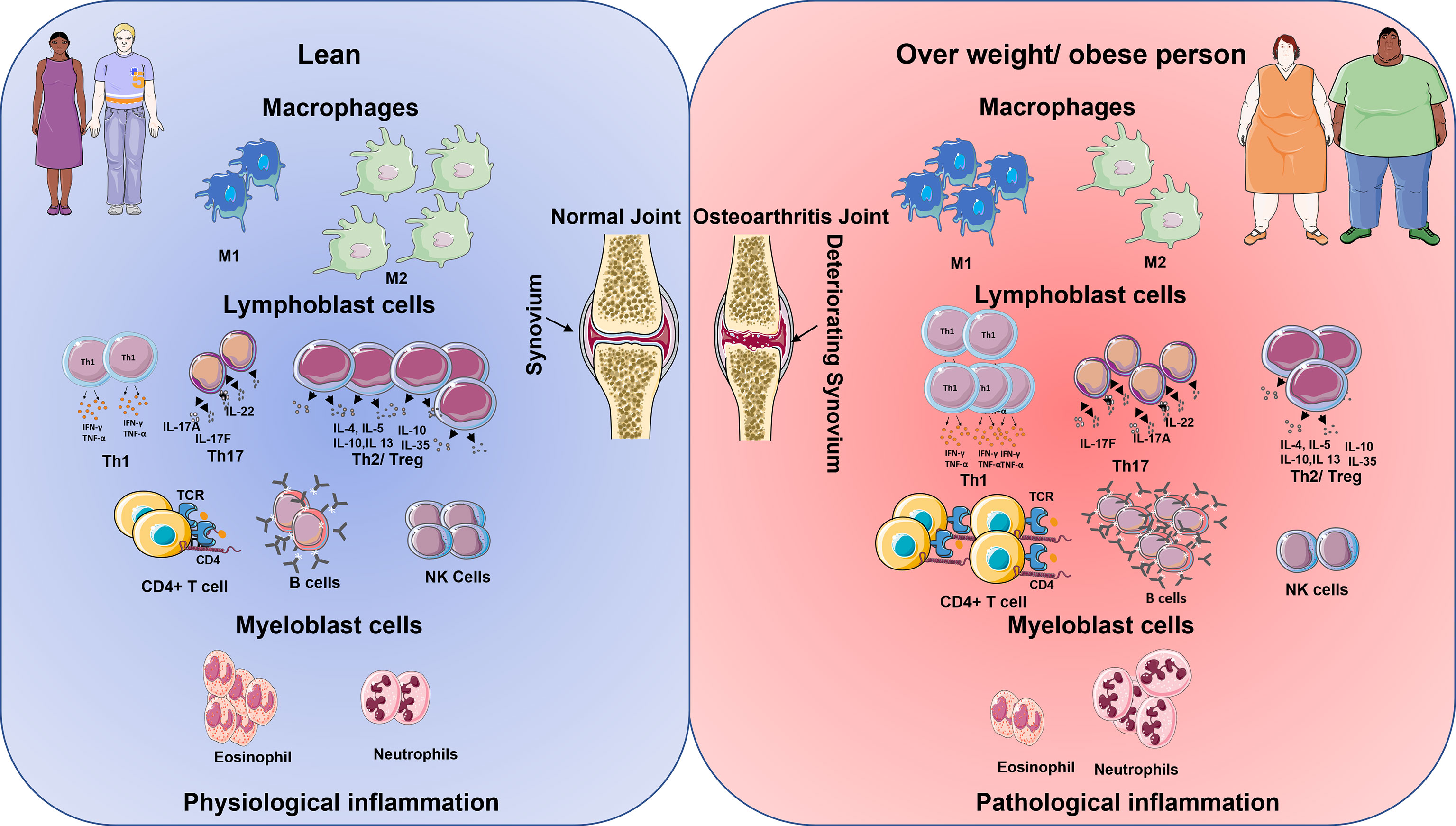 PDF) Excessive mechanical loading promotes osteoarthritis through