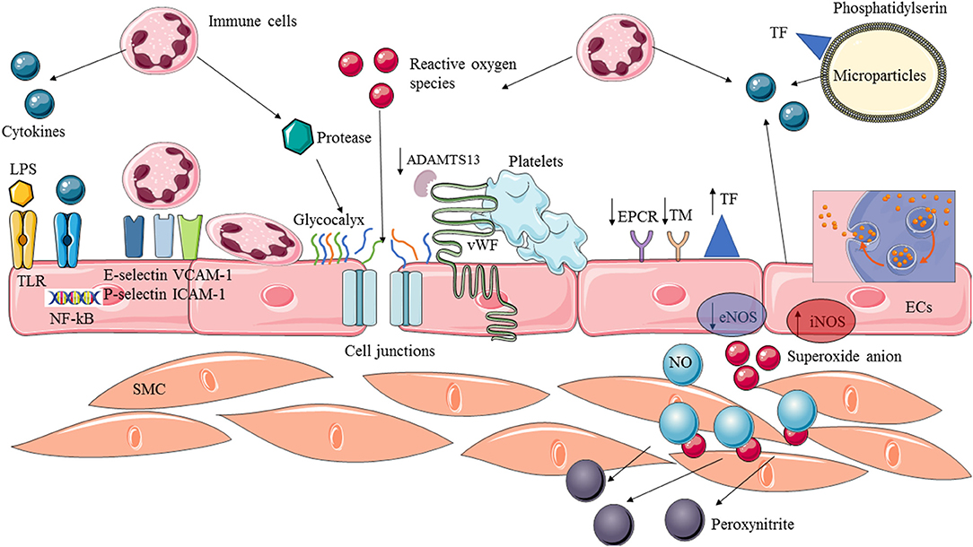 Lactate induces vascular permeability via disruption of VE-cadherin in  endothelial cells during sepsis