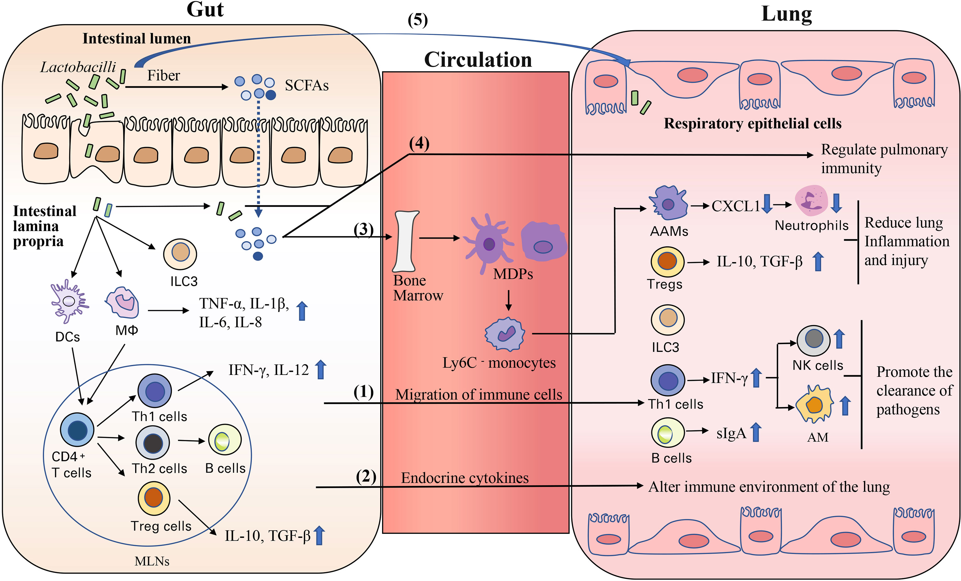 Lactobacillus rhamnosus: A Healthy Probiotic Strain