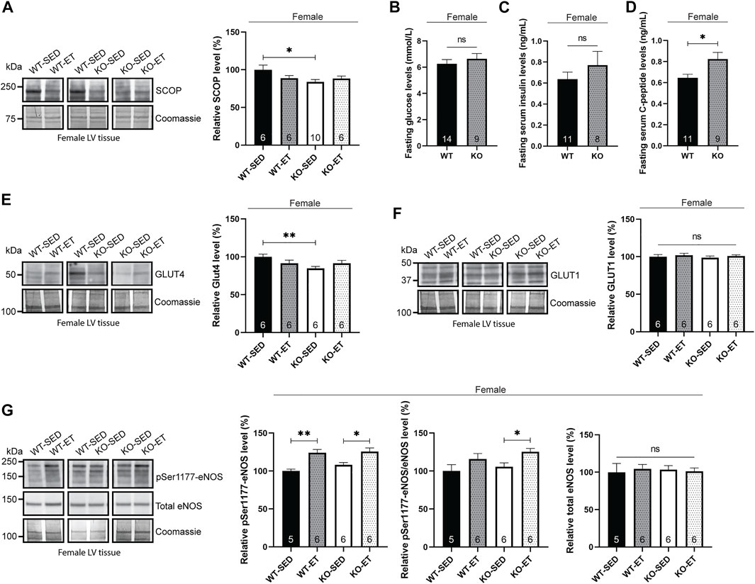 Frontiers | The female syndecan-4−− heart has smaller cardiomyocytes,  augmented insulinpSer473-AktpSer9-GSK-3β signaling, and lowered SCOP,  pThr308-AktAkt and GLUT4 levels