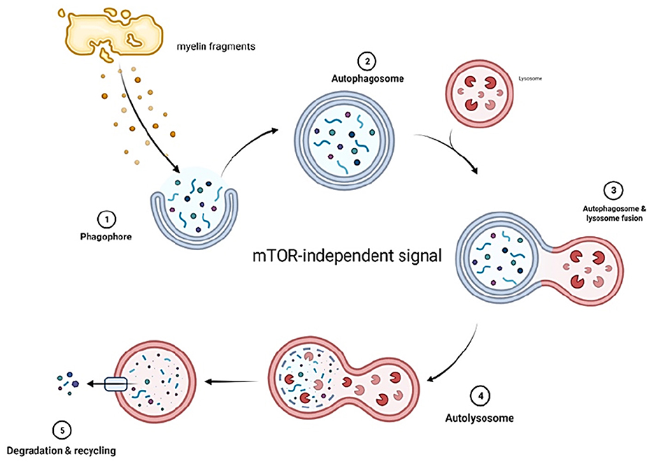 Imbalance of Neuregulin1-ErbB2/3 signaling underlies altered myelin  homeostasis in models of Charcot-Marie-Tooth disease type 4H