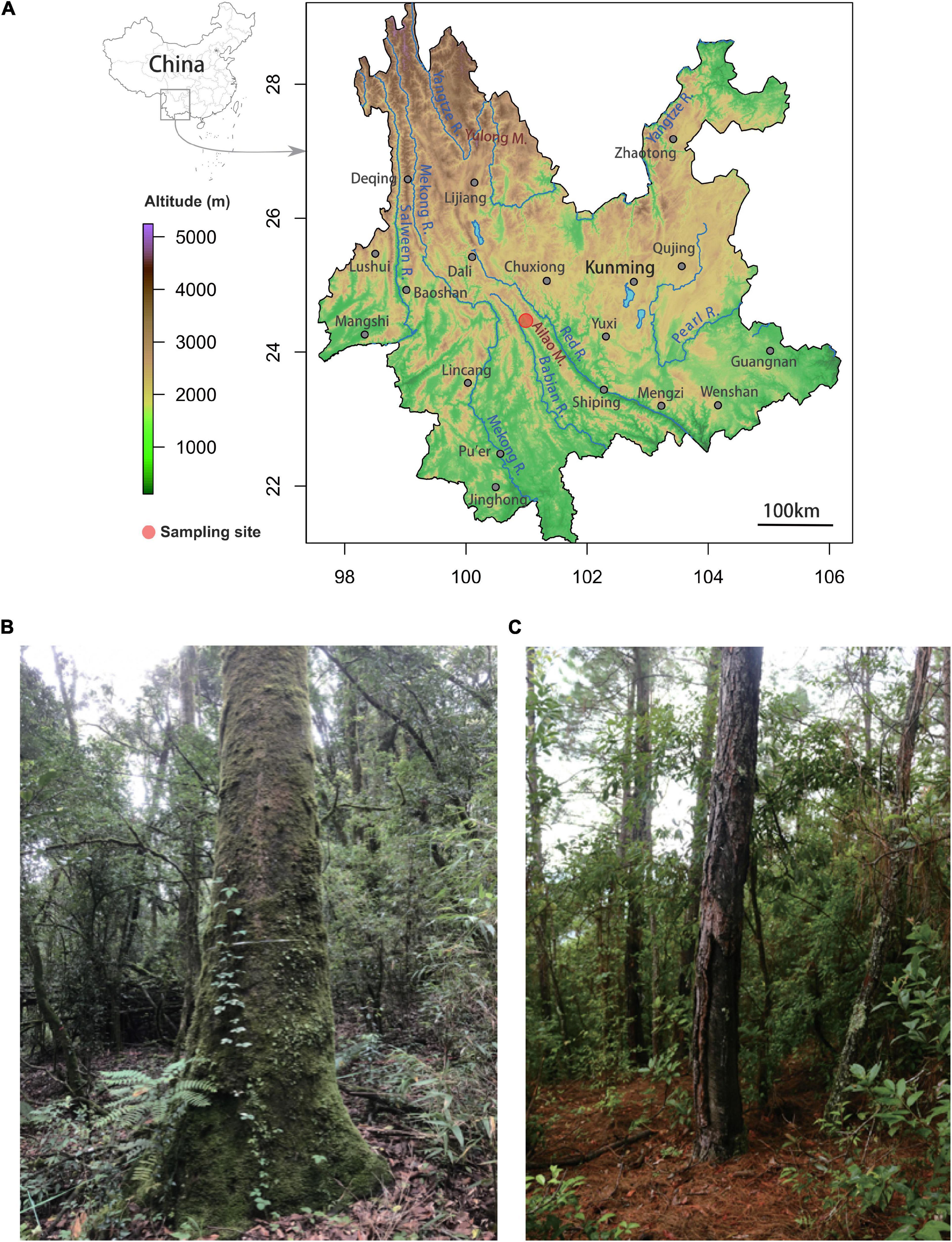 Frontiers  Ecological Drivers of the Soil Microbial Diversity and  Composition in Primary Old-Growth Forest and Secondary Woodland in a  Subtropical Evergreen Broad-Leaved Forest Biome in the Ailao Mountains,  China