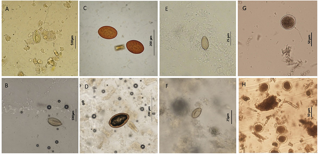 Frontiers  A Comparative Study of Mini-FLOTAC With Traditional