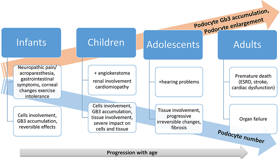 There is no correlation between podocyturia and the variables age