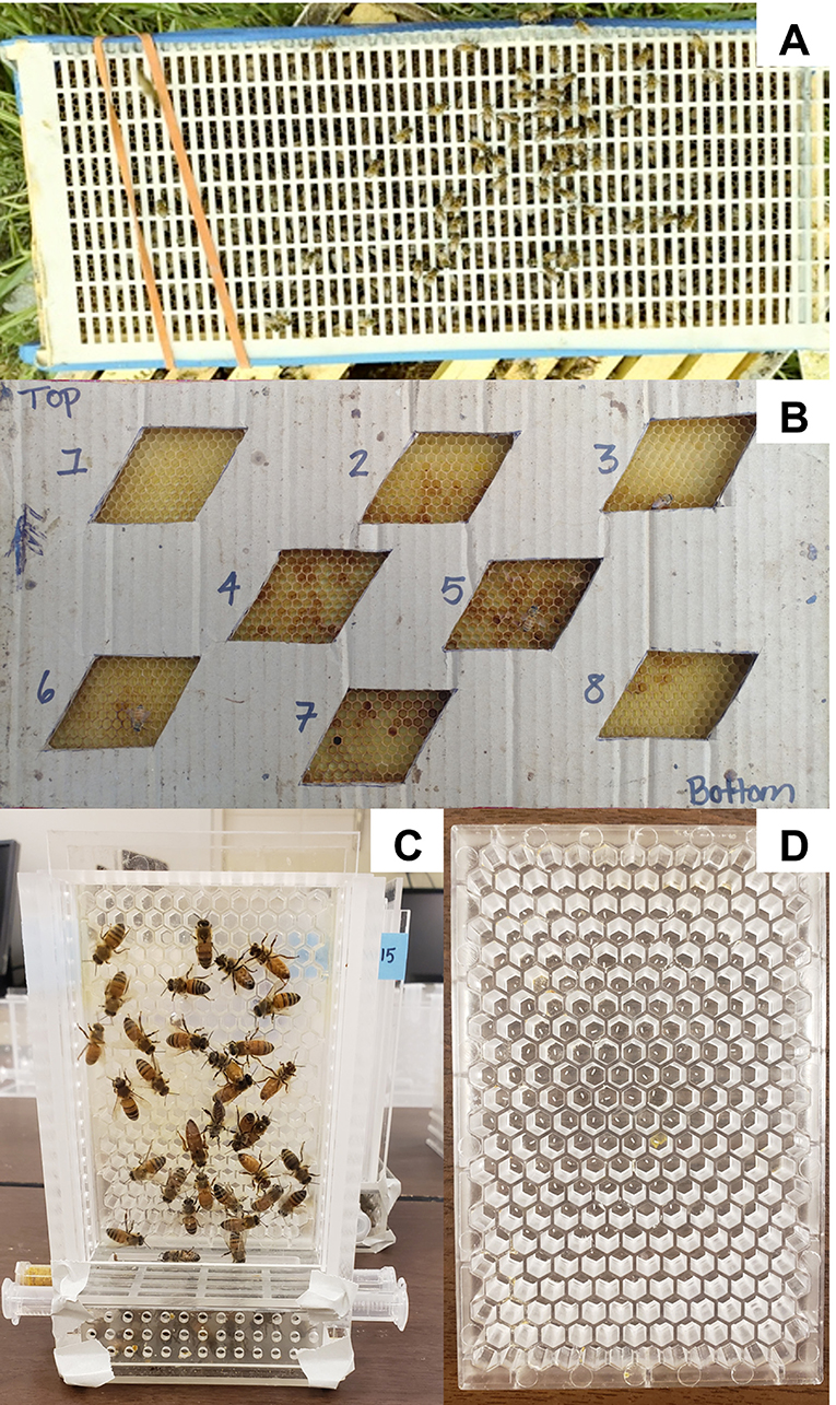 Why Honey Bees Use Hexagons - Carolina Honeybees