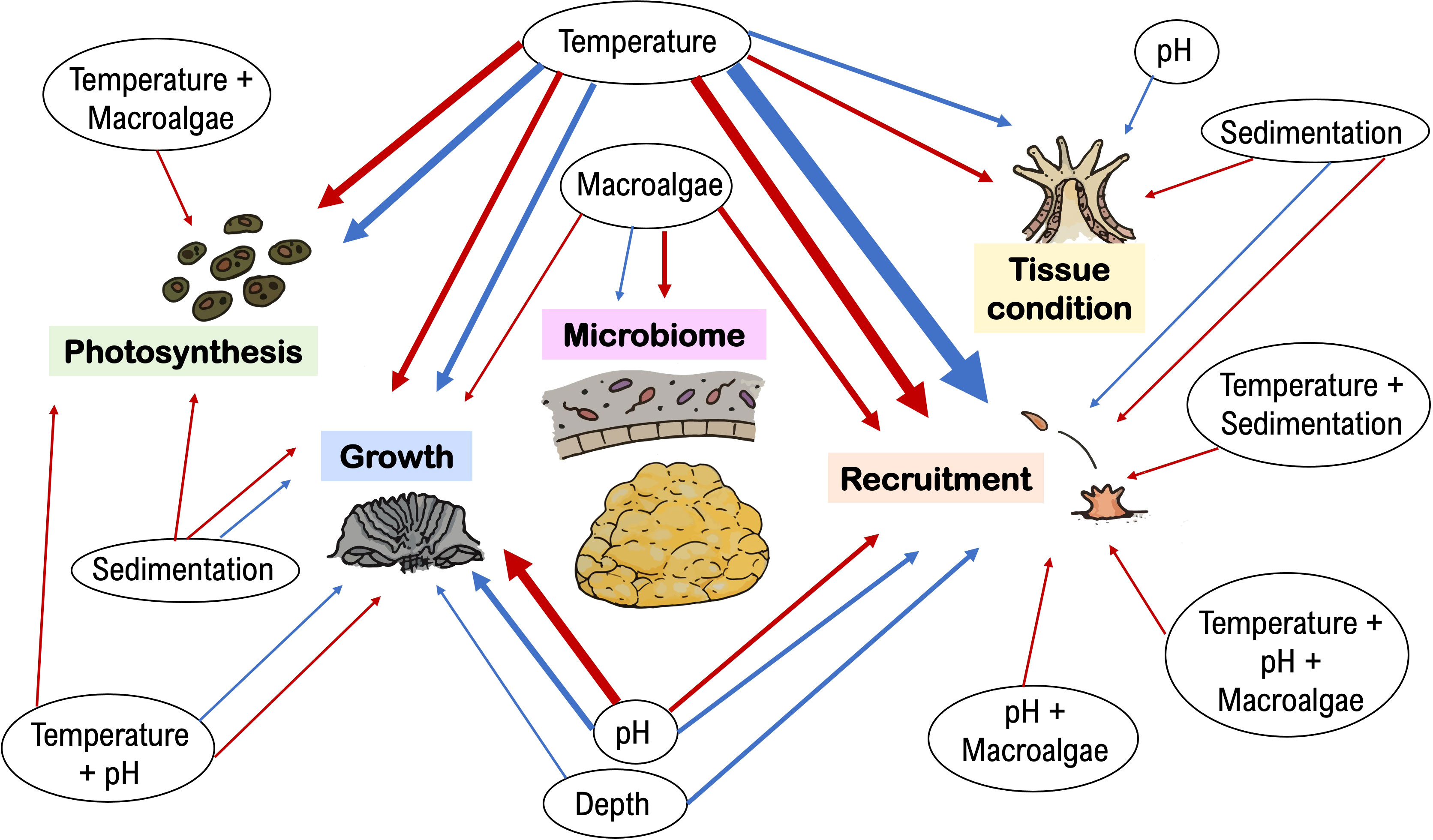 Life cycle of the Caribbean coral Acropora palmata a showing an adult