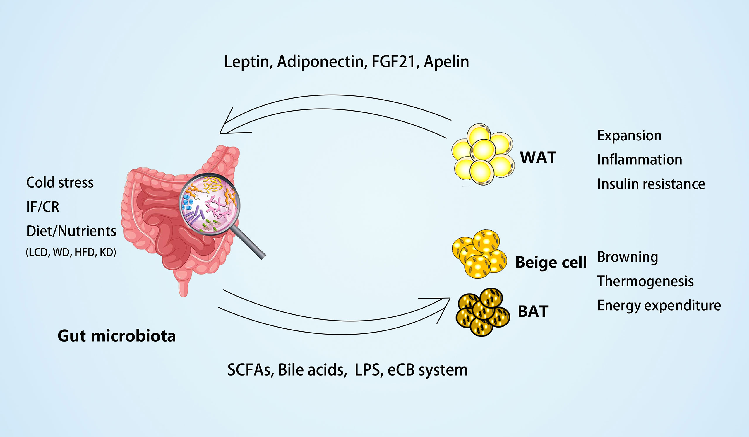 Frontiers Cross Talk Between Gut Microbiota And Adipose Tissues In