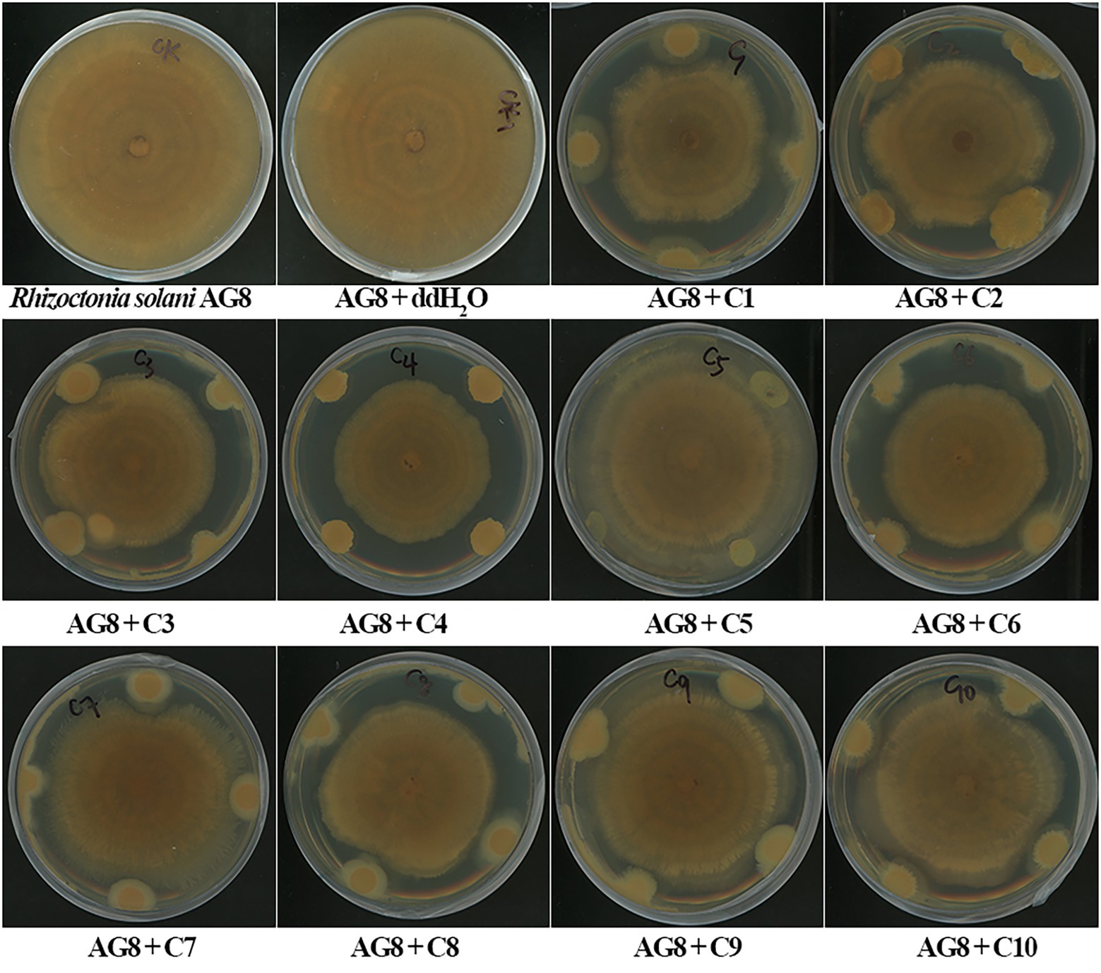 Frontiers  Characterization of fungal pathogens and germplasm