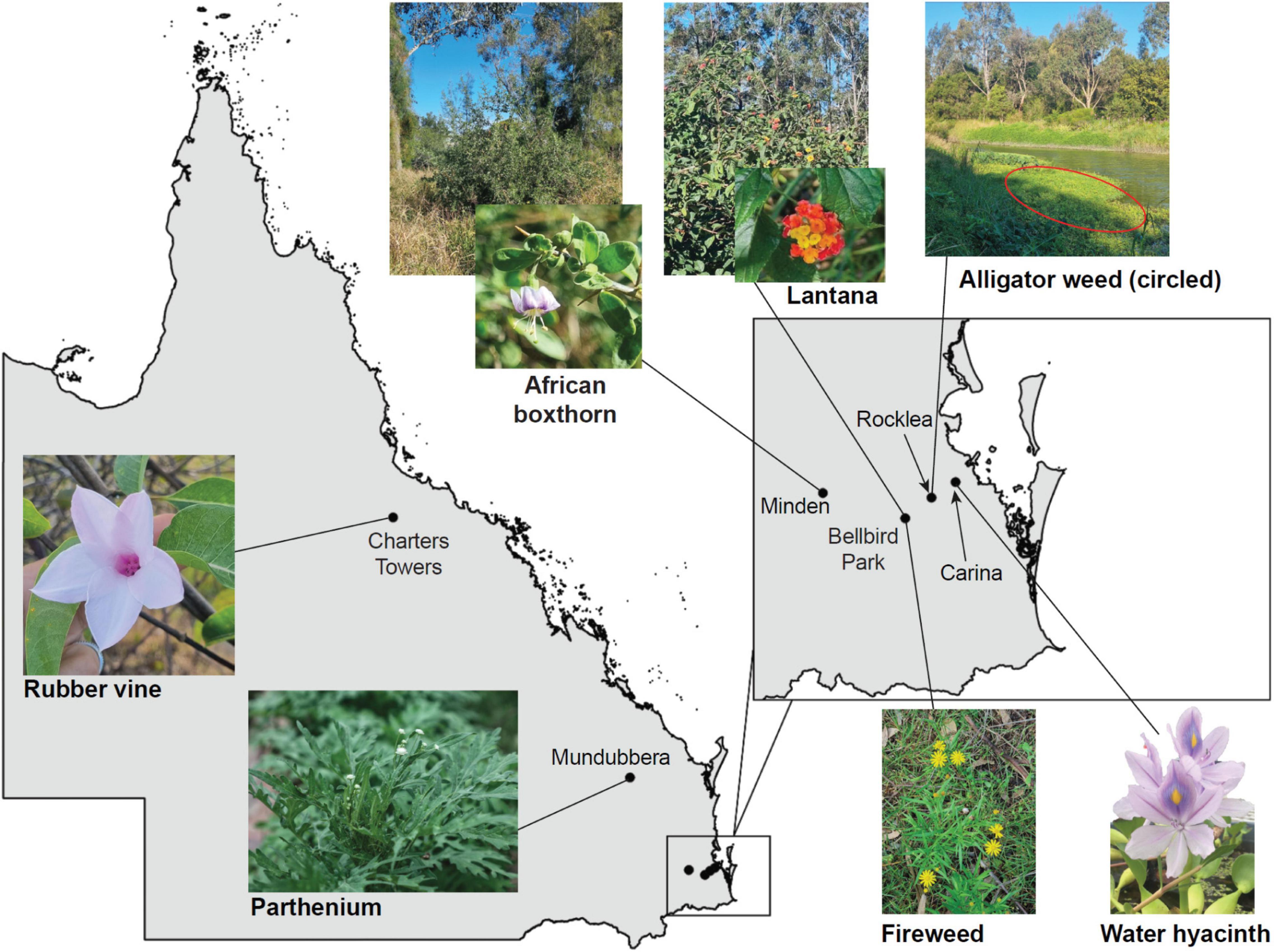 Frontiers | Genome-Guided Analysis of Seven Weed Species Reveals