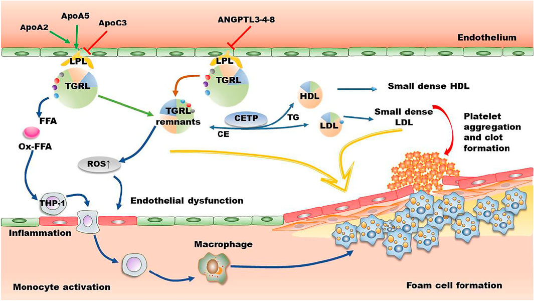 Frontiers Triglyceride And Triglyceride Rich Lipoproteins In Atherosclerosis