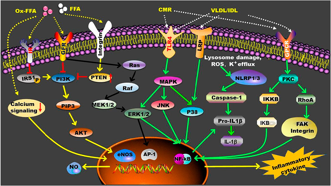 Frontiers Triglyceride And Triglyceride Rich Lipoproteins In Atherosclerosis