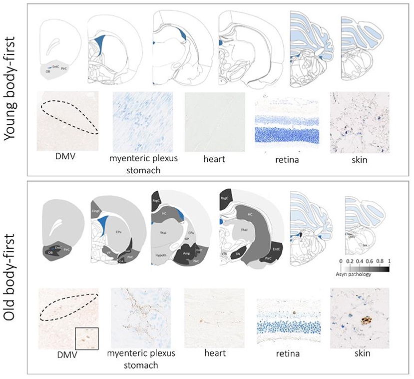 rat to human age conversion chart Pet rats, Baby rats, Aging in humans