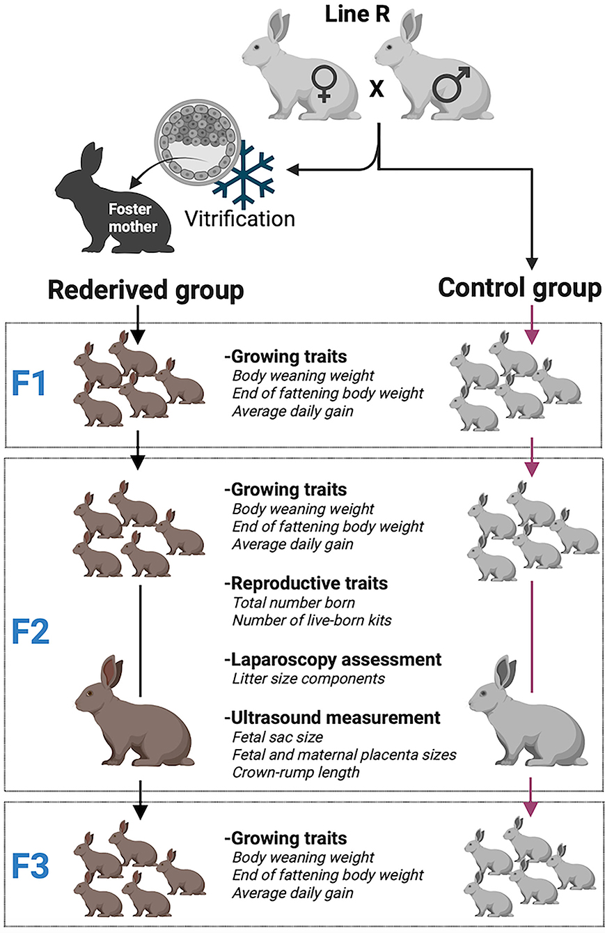 Frontiers | Effects of Rederivation by Embryo Vitrification on Performance in a Rabbit Paternal Line