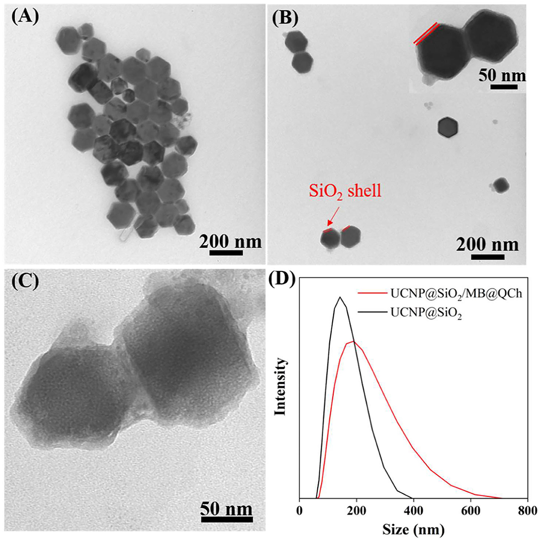 Frontiers  Enhanced Eradication of Enterococcus faecalis Biofilms by  Quaternized Chitosan-Coated Upconversion Nanoparticles for Photodynamic  Therapy in Persistent Endodontic Infections