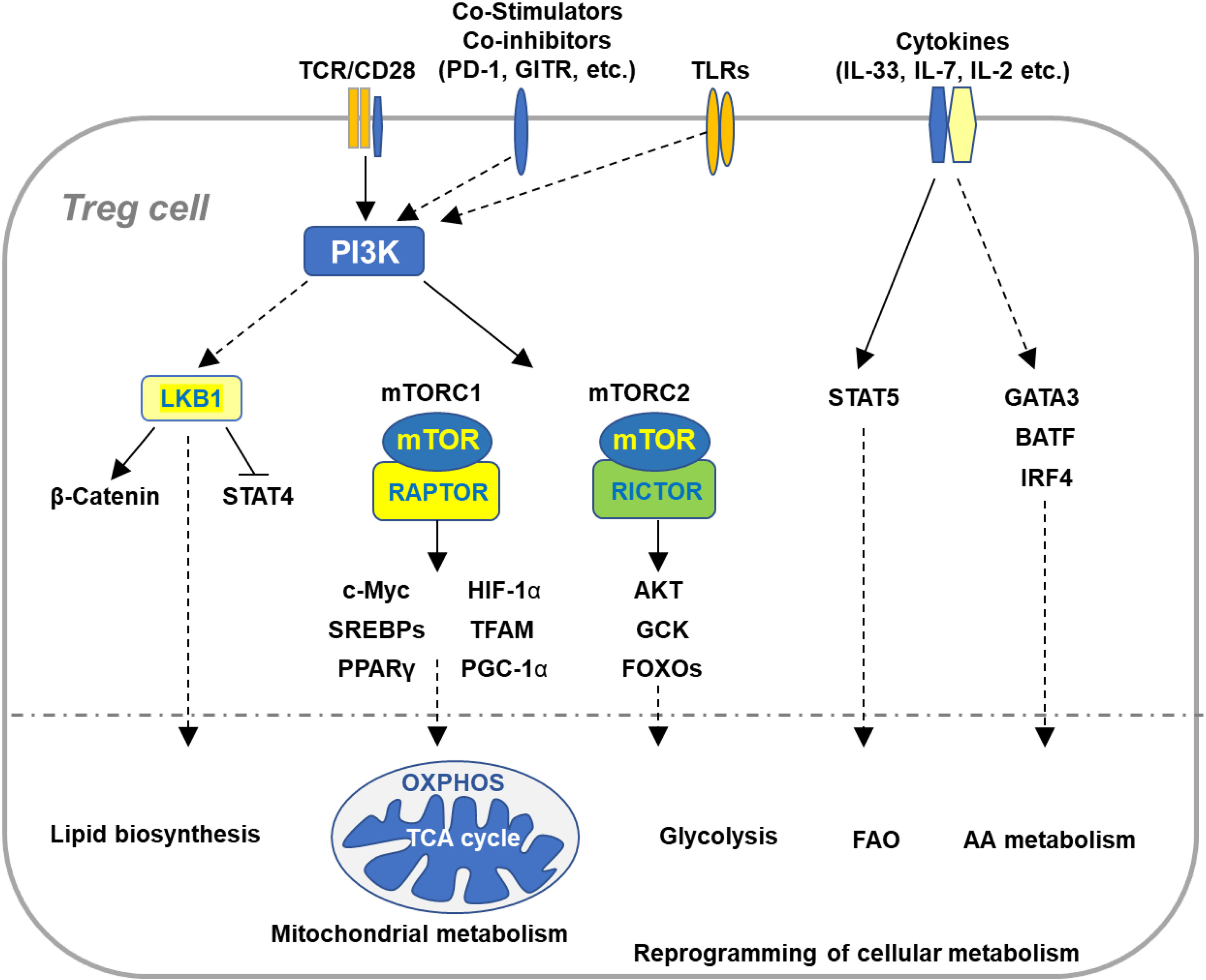 Frontiers | Regulation of Treg Cell Metabolism and Function in Non-Lymphoid  Tissues