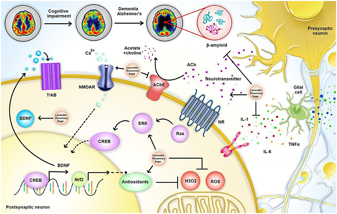 Therapeutic Advances in Neurological Disorders: Sage Journals