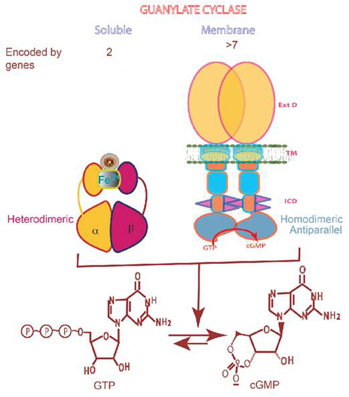 Frontiers  Multilimbed membrane guanylate cyclase signaling