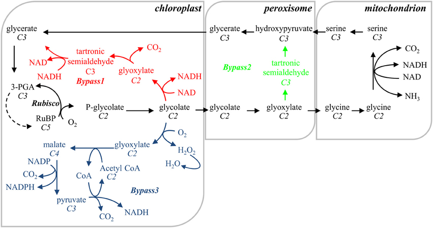 Frontiers Photosynthesis at the forefront of a sustainable life | Chemistry