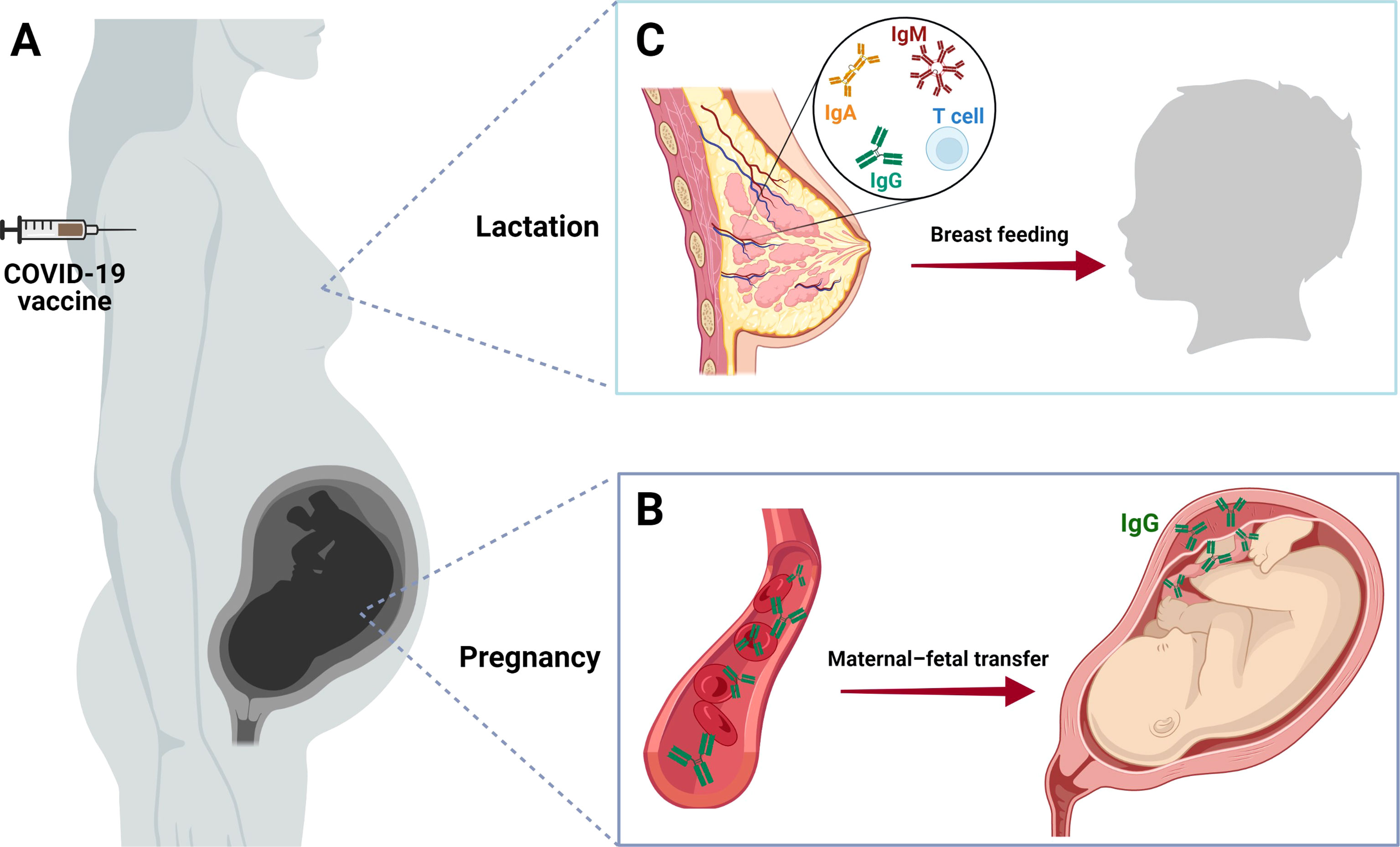 Toxic Cycle of Breast Engorgement — Rejoice Pregnancy