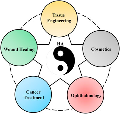 Layer-by-Layer Coatings of Collagen–Hyaluronic acid Loaded with an