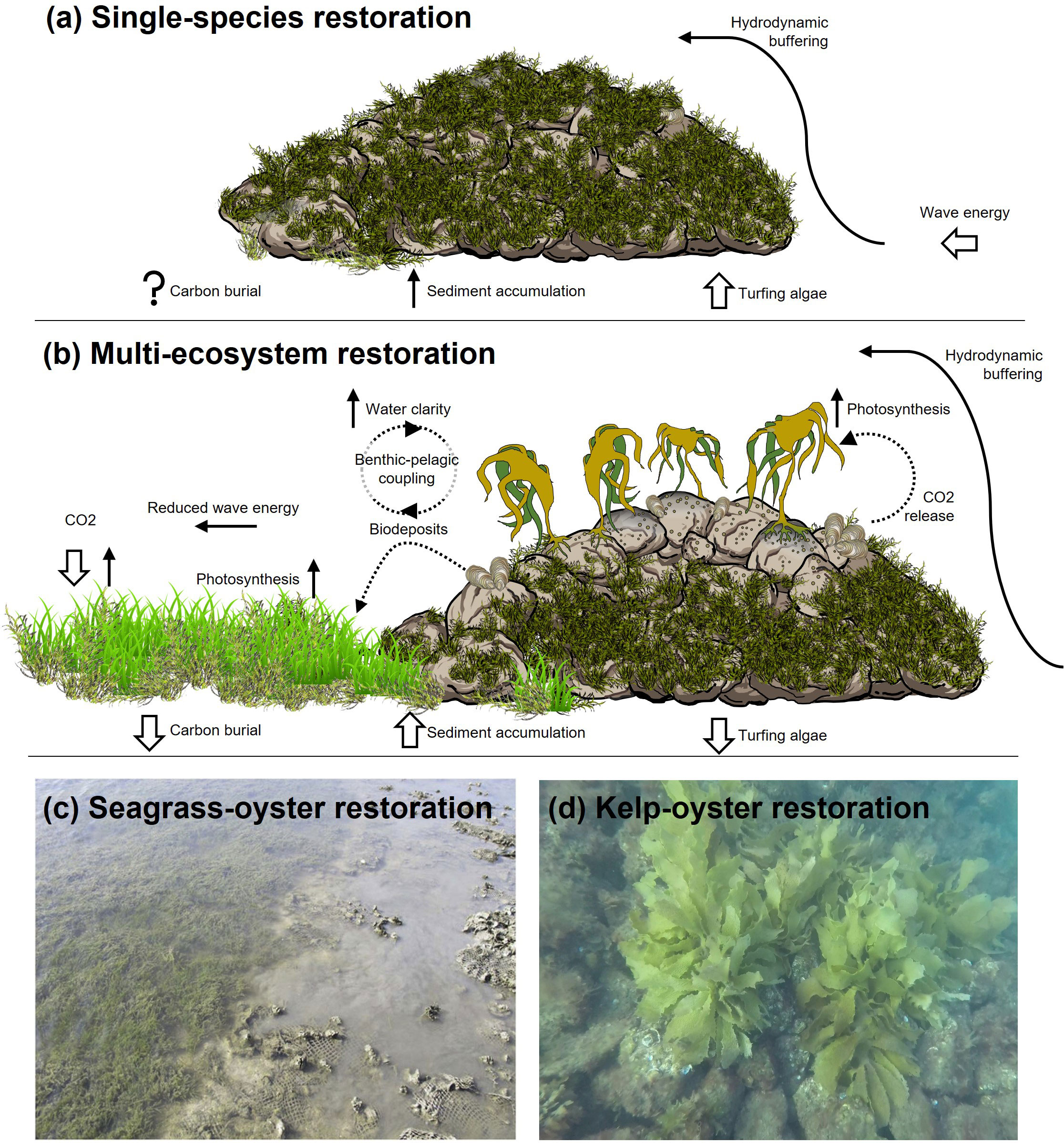 Protecting and restoring habitats to benefit freshwater biodiversity