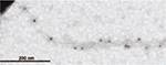 www.frontiersin.org