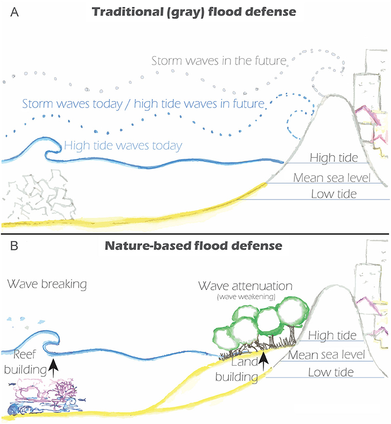 Figure 2 - (A) Traditional gray flood defenses protect the land from waves and flooding, but relative sea-level rise makes gray flood defenses less effective.