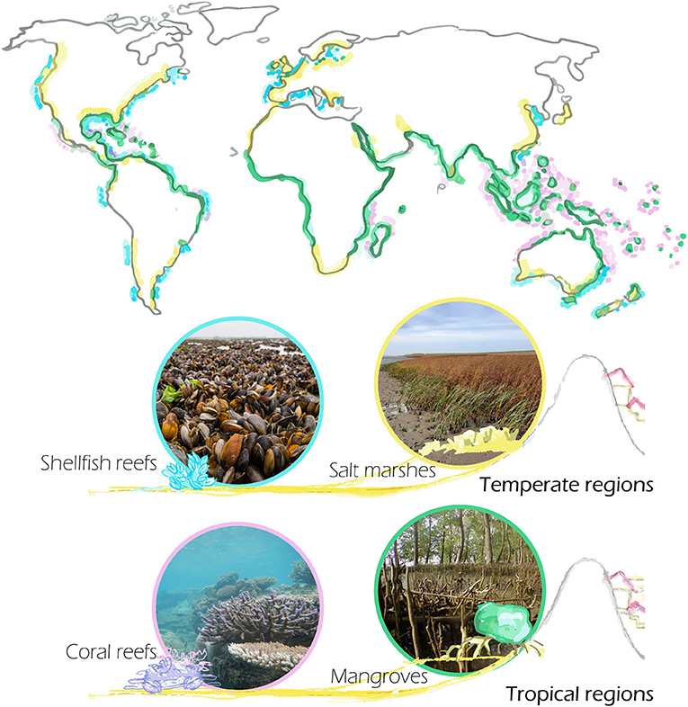 图3 -提供基于自然的洪水防御的沿海生态系统的全球分布。