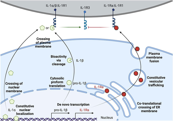 The ubiquitylation of IL-1β limits its cleavage by caspase-1 and targets it  for proteasomal degradation