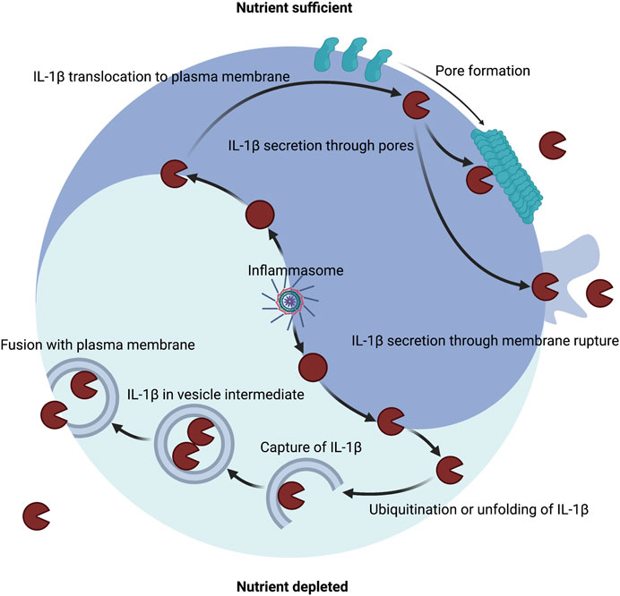 The ubiquitylation of IL-1β limits its cleavage by caspase-1 and targets it  for proteasomal degradation