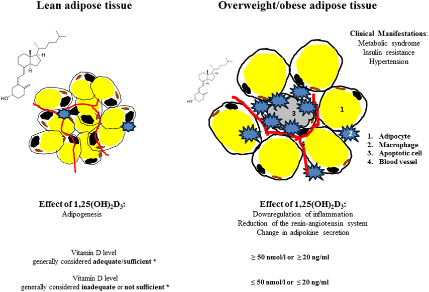 Frontiers Vitamin D And Adipose Tissuemore Than Storage