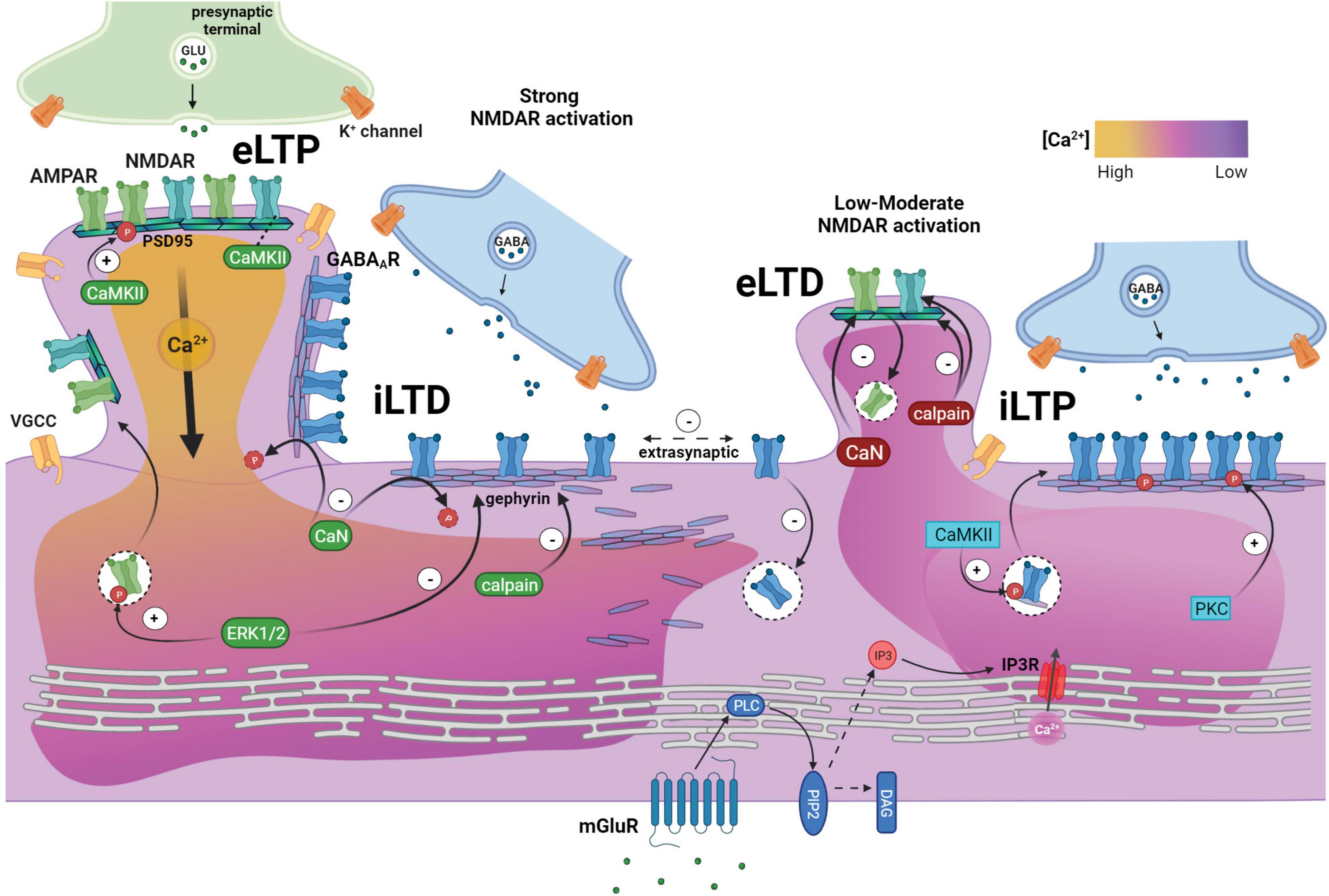 Neurexin-3 subsynaptic densities are spatially distinct from Neurexin-1 and  essential for excitatory synapse nanoscale organization in the hippocampus