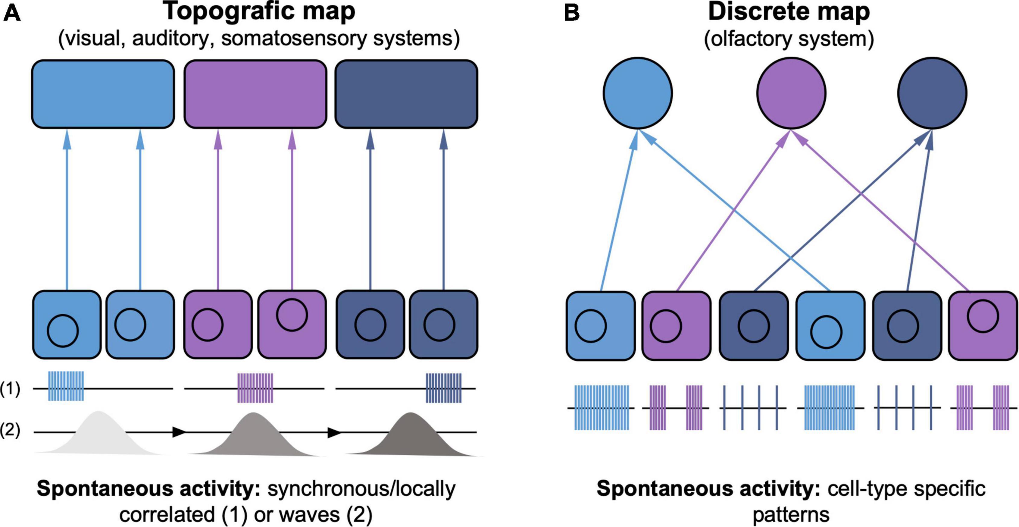 Temporally Regulated and Tissue-Specific Gene Manipulations in the