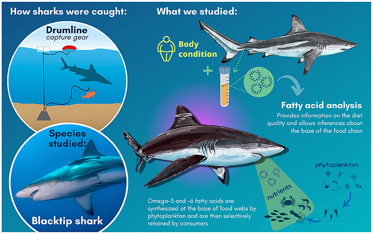 Figure 3 - In our study, blacktip sharks were caught using a drumline.