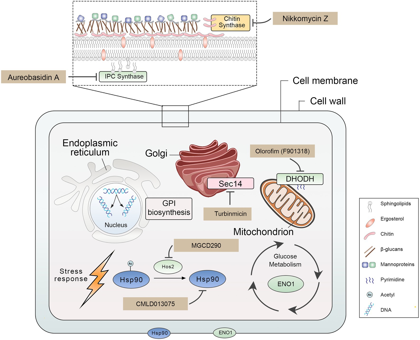 Frontiers  Microglia in Alzheimer's disease: pathogenesis