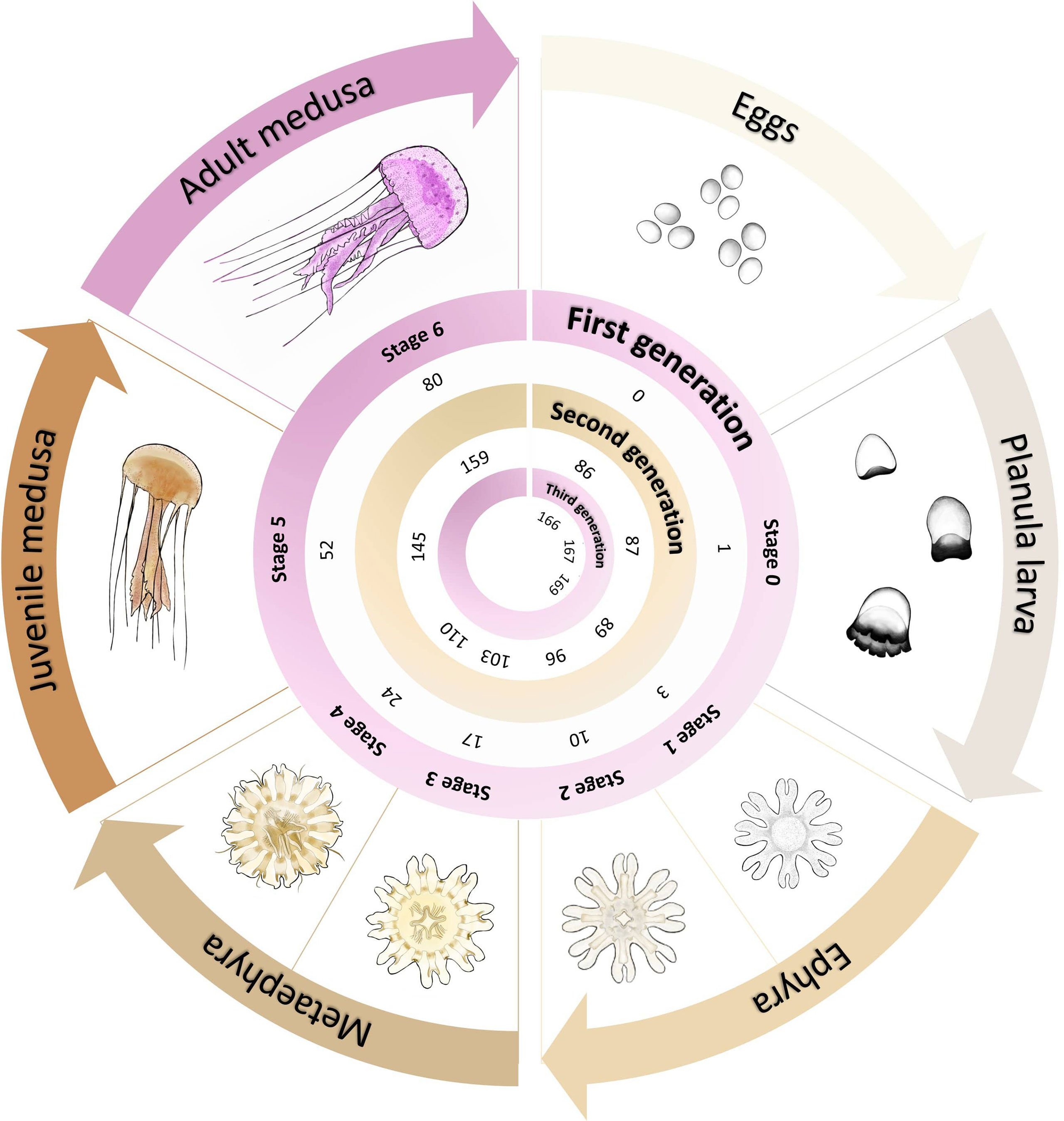 Bloodworms Profile: Life Cycle and Culture Guide - Shrimp and