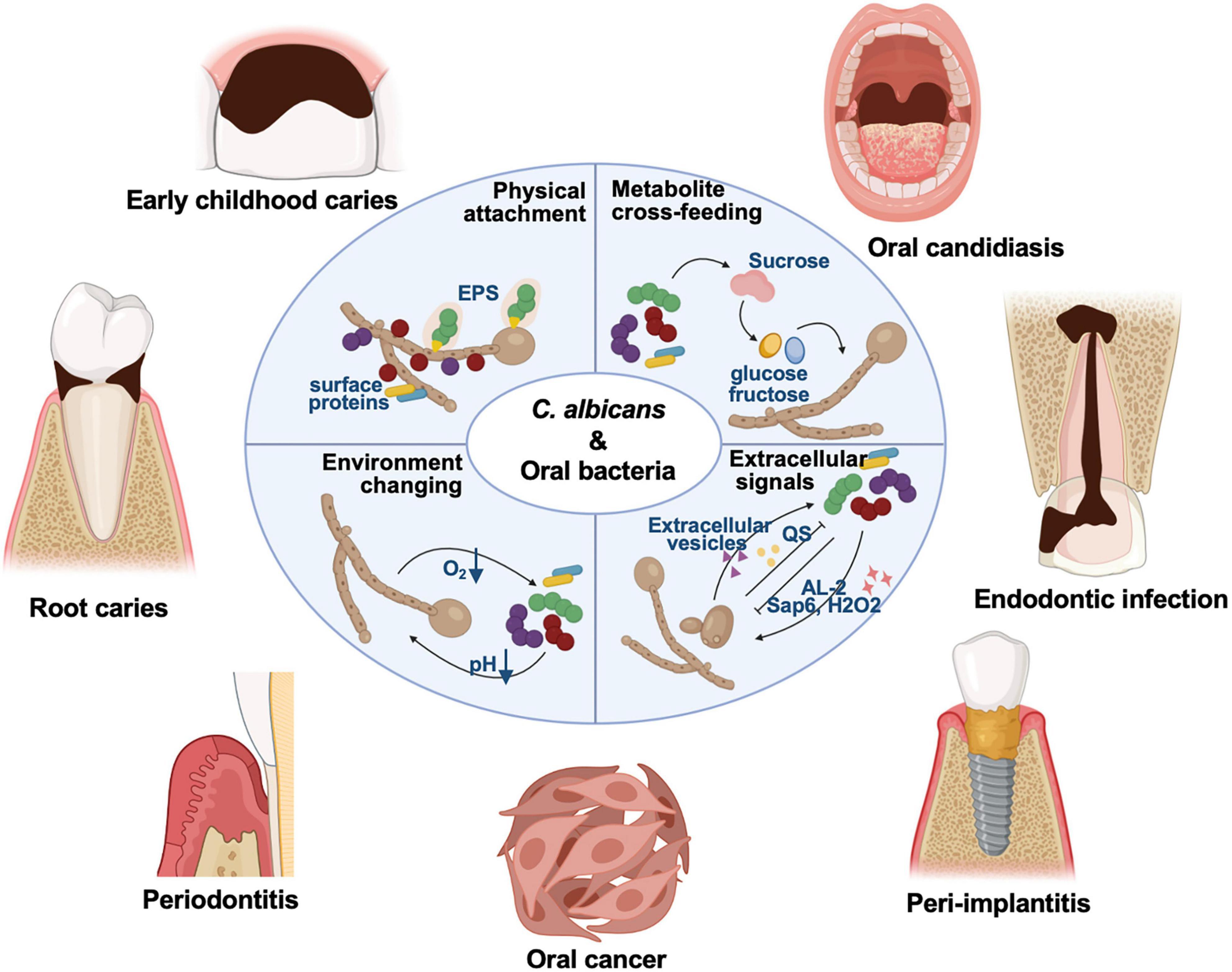 Frontiers | Cross-kingdom interaction between Candida albicans and oral  bacteria
