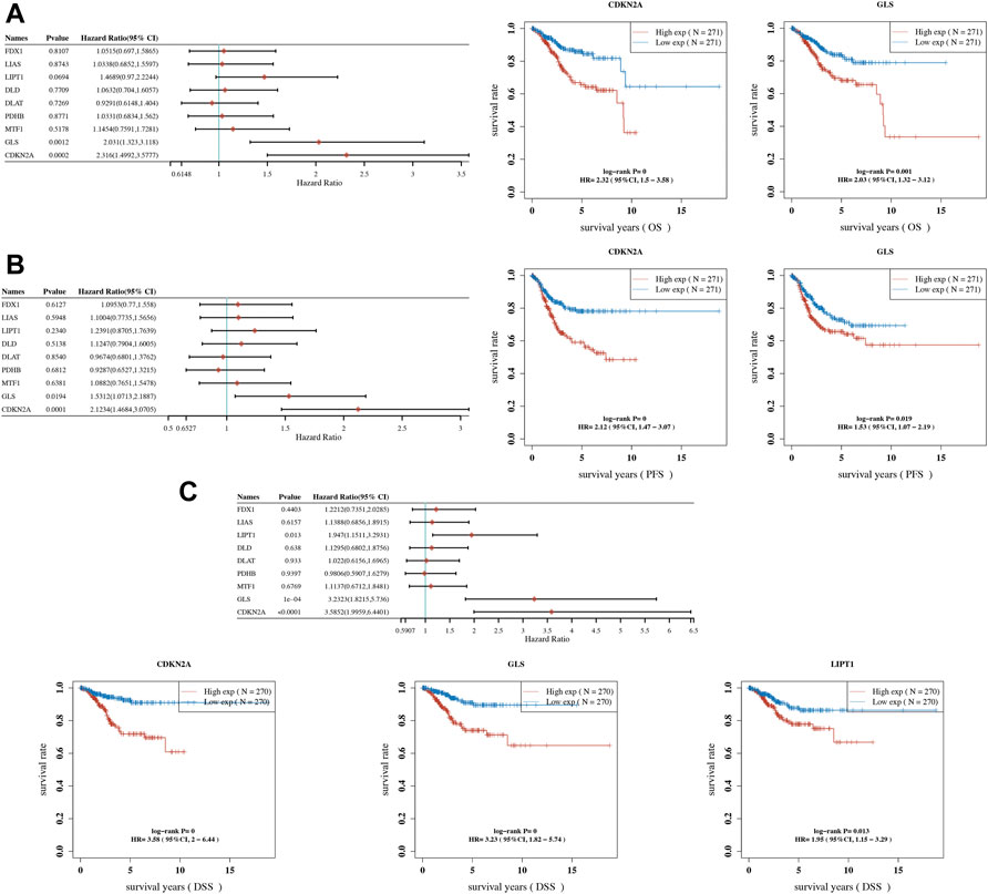 Identification of the prognostic value of a 2-gene signature of