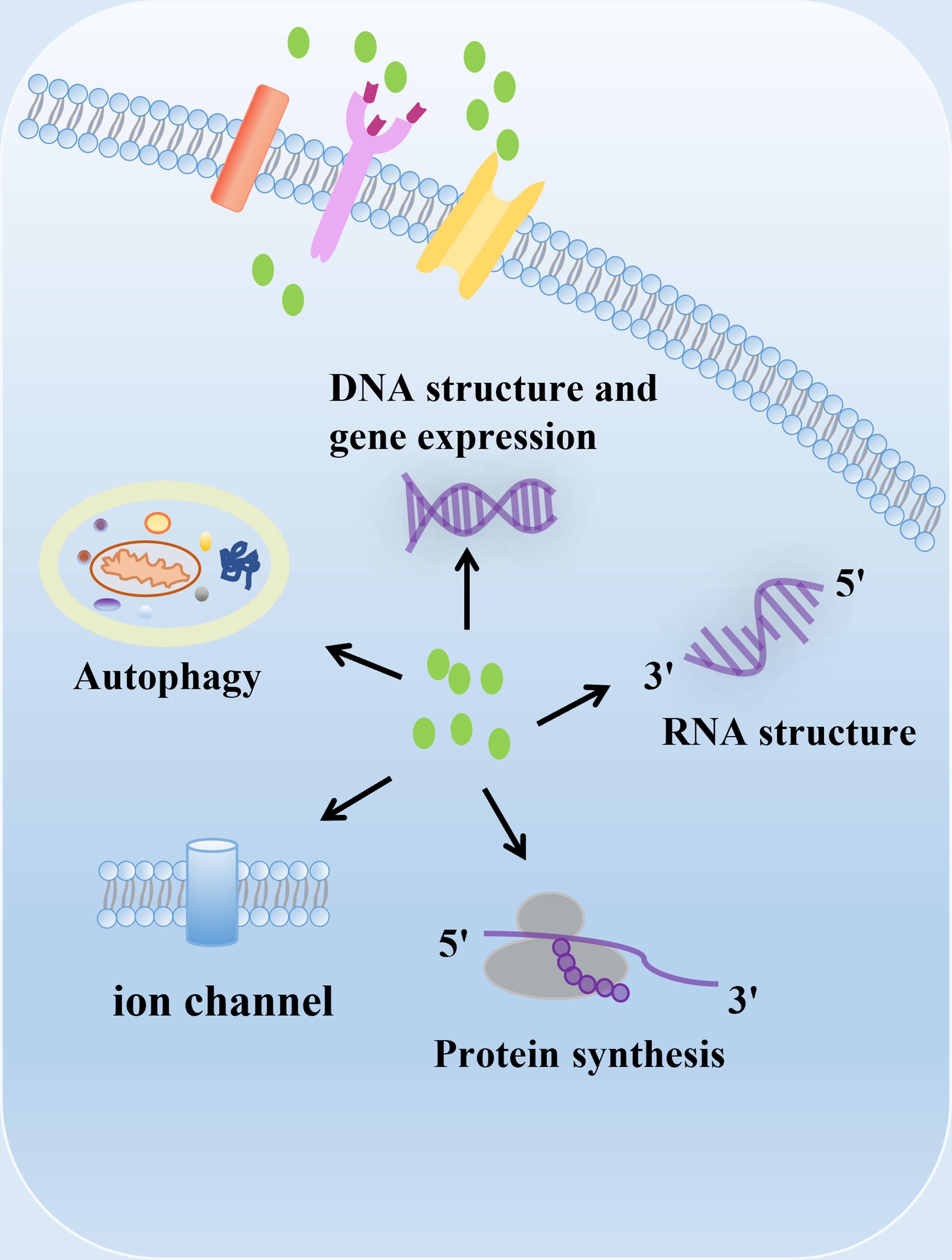 Polyamines from myeloid-derived suppressor cells promote Th17 polarization  and disease progression: Molecular Therapy