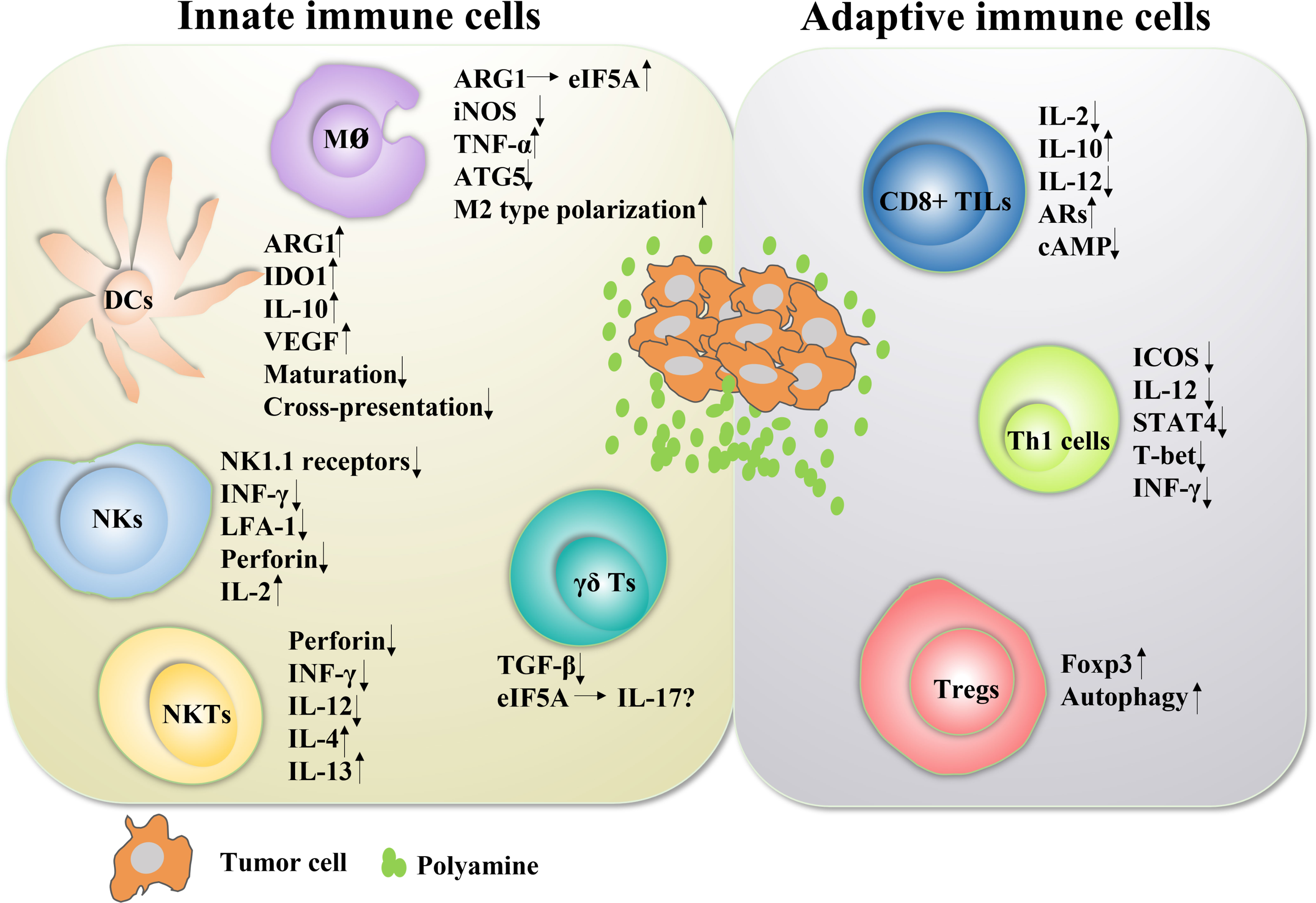 Polyamines from myeloid-derived suppressor cells promote Th17 polarization  and disease progression: Molecular Therapy