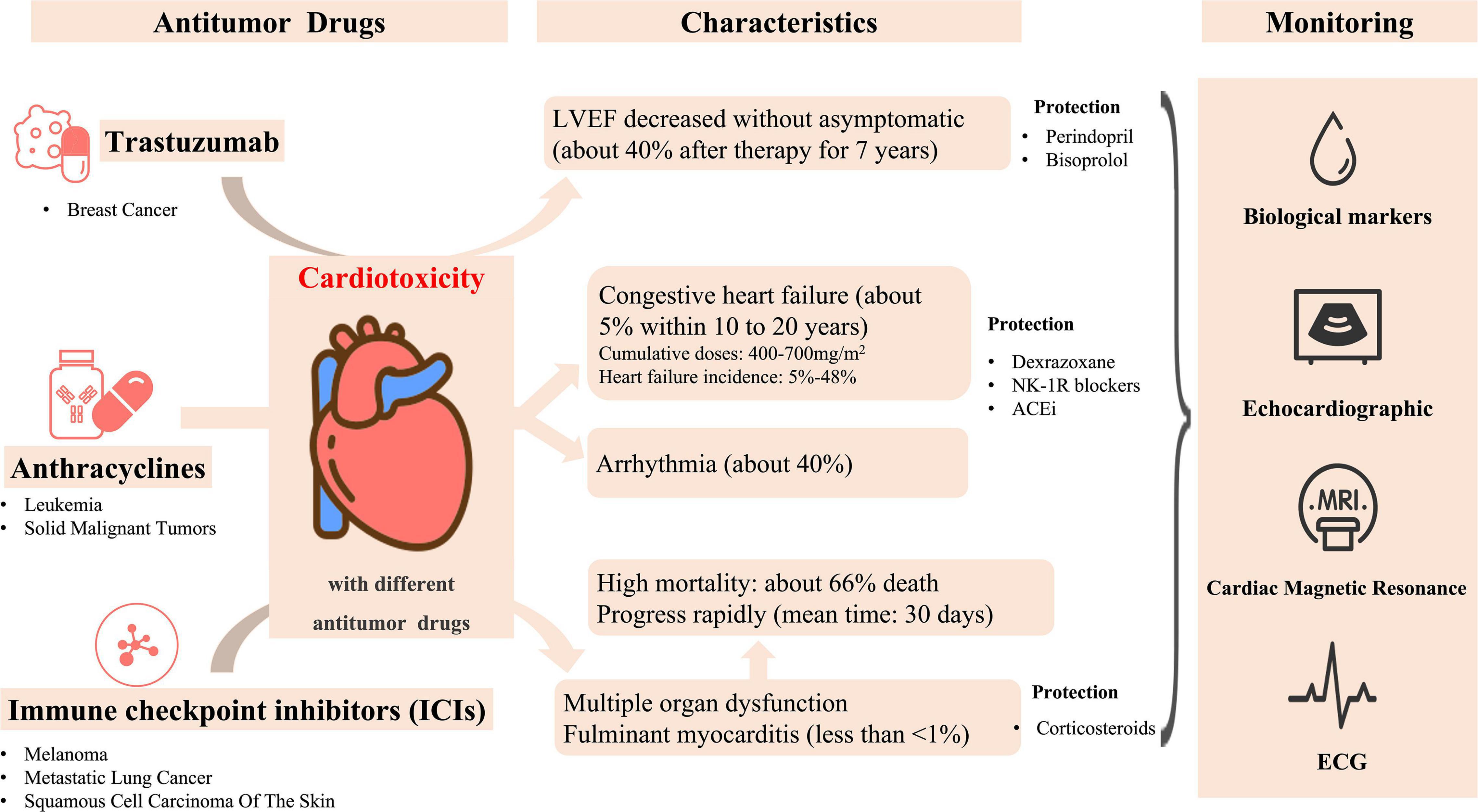 The use of myocardial strain and newer echocardiography imaging techniques  in cancer patients