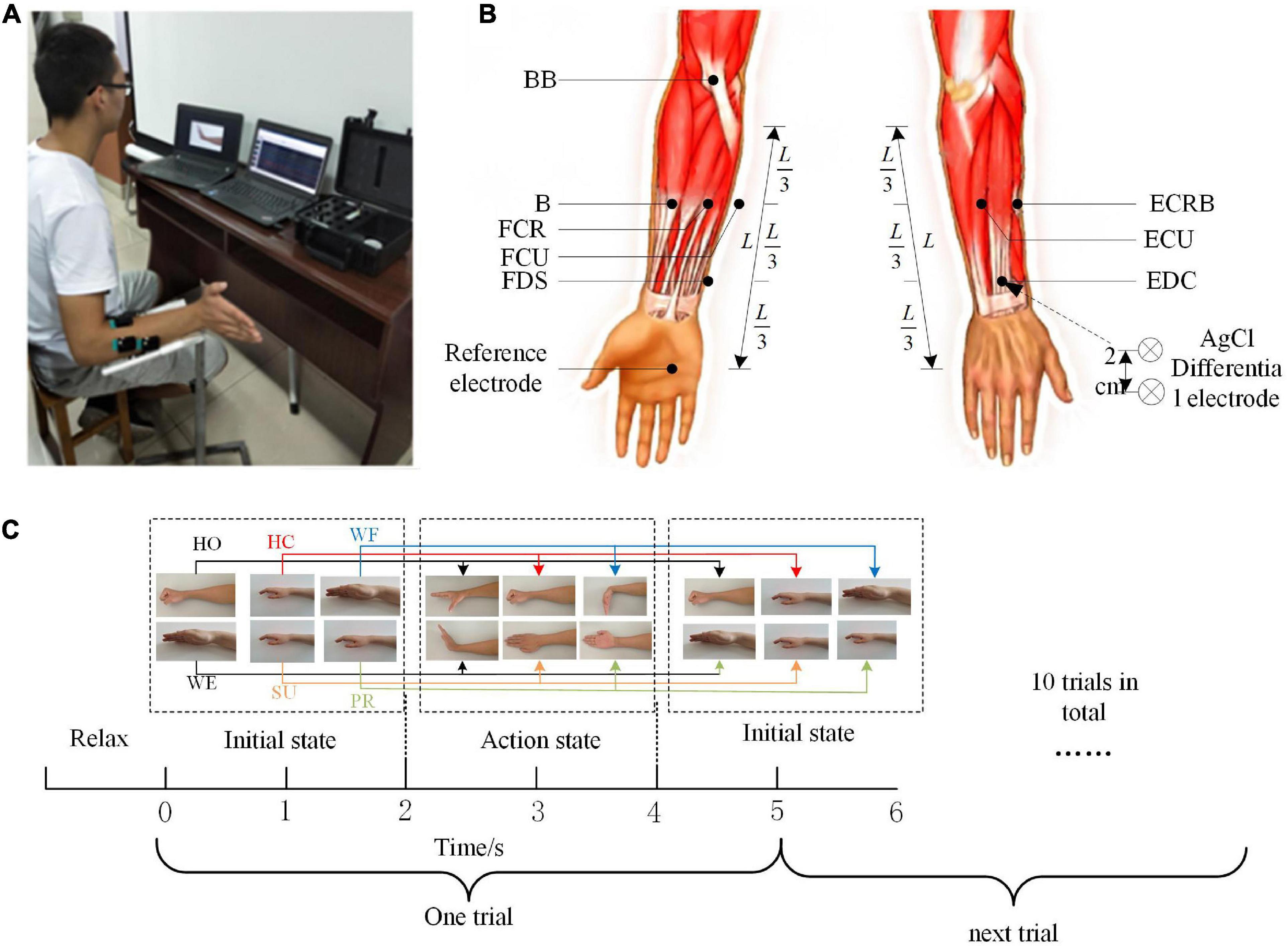 Electromyographic evaluation of upper limb muscles involved in armwrestling  sport simulation during dynamic and static conditions - ScienceDirect