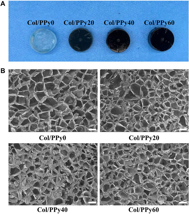 PDF) Identification of collagen-based materials that are supports