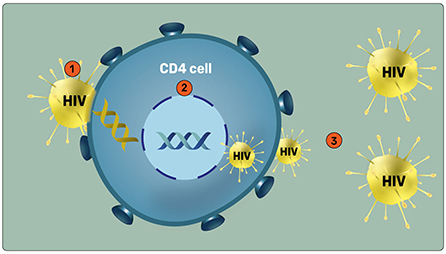 Figure 1 - Infection by HIV.