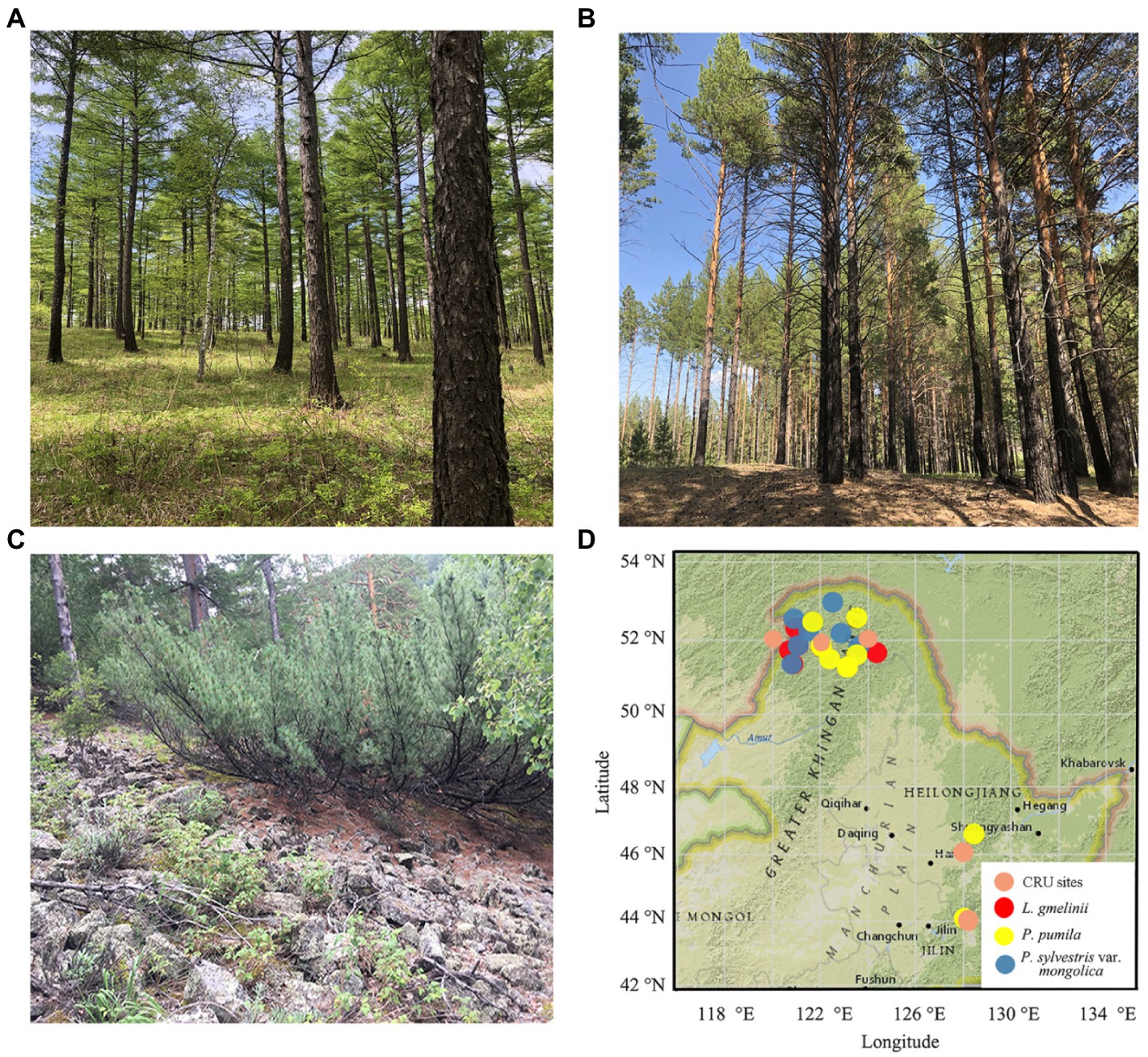 Conifer Forest Trees - the MRH Forum