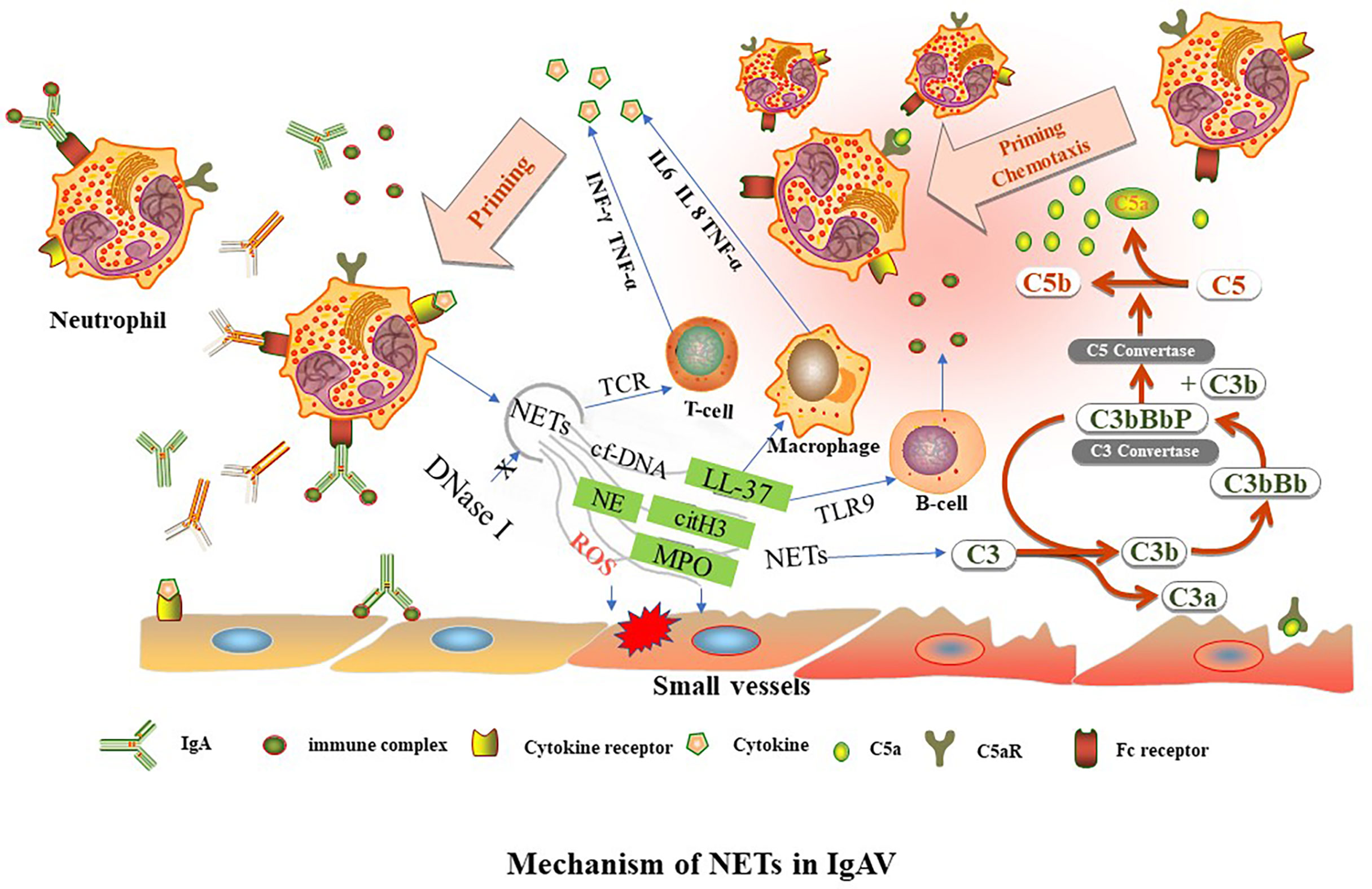 Frontiers The Significance of Neutrophil Extracellular Traps in