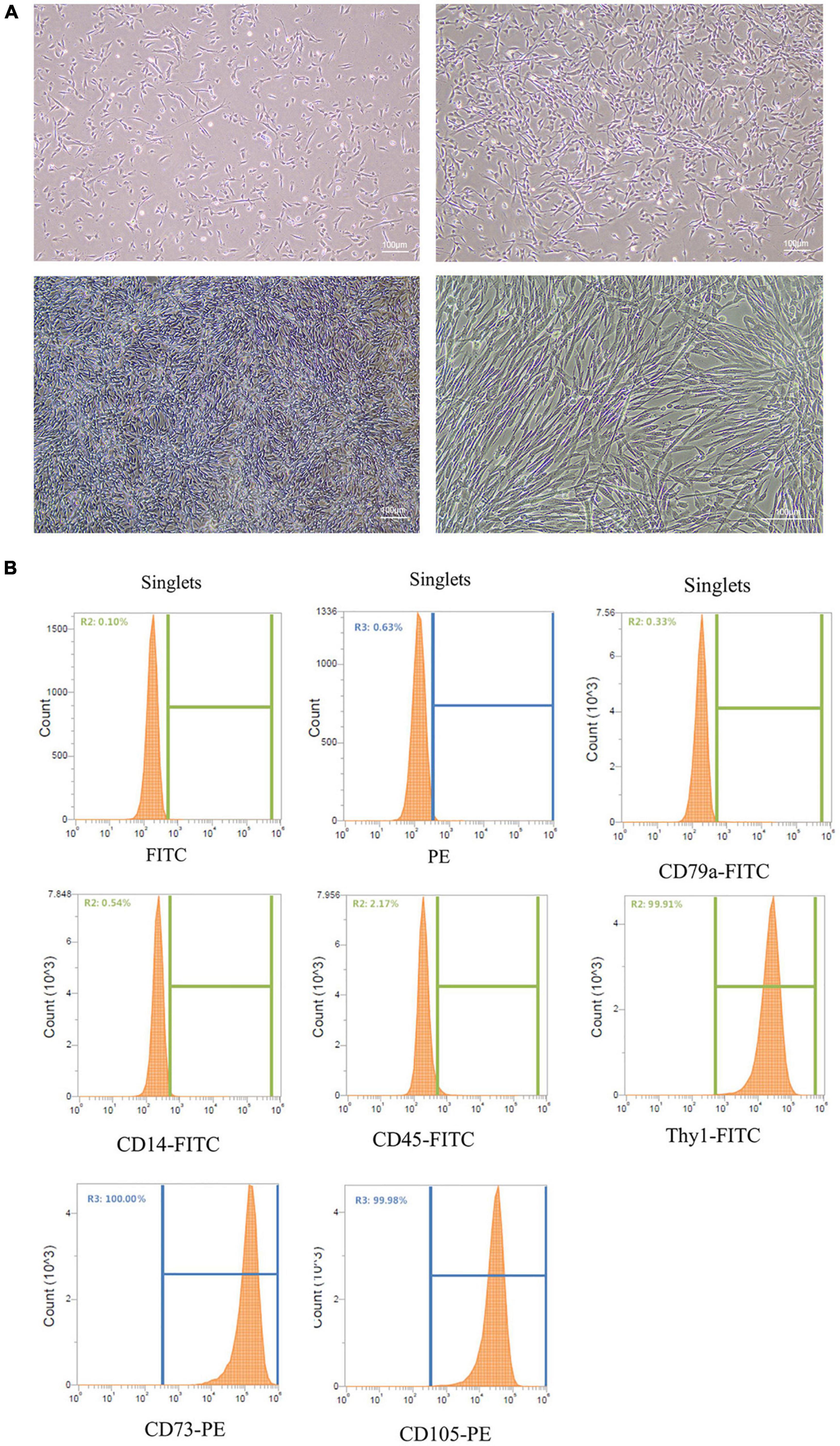 Frontiers  Exosomes Derived From Umbilical Cord Mesenchymal Stem